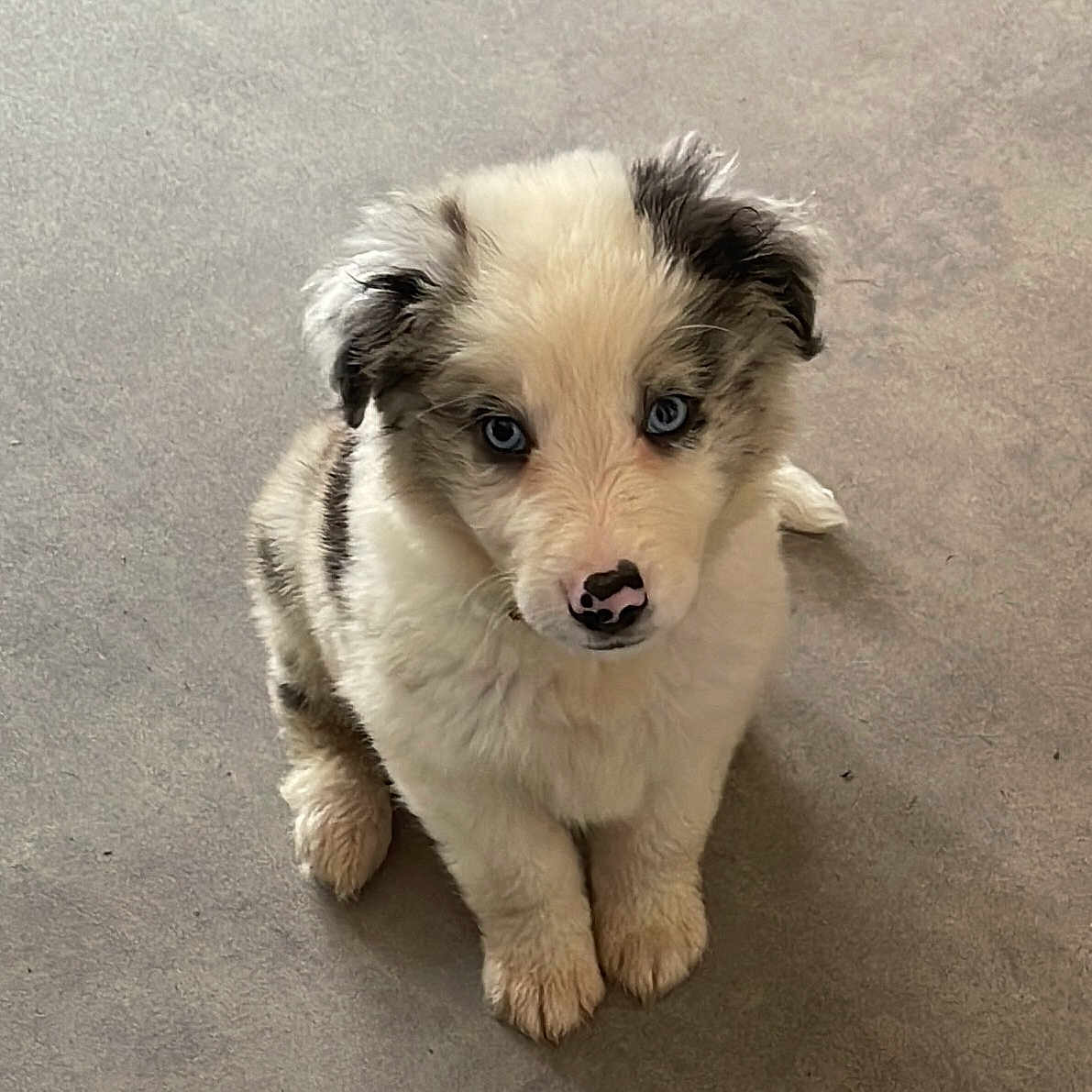 Vito participe au concours pour gagner de l'argent avec cette photo : accessories, animal, canine, cockerspaniel, collie, dog, eskimodog, face, goldenretriever, head, hound, husky, person, pet, photography, portrait, puppy, snout, terrier, whitedog