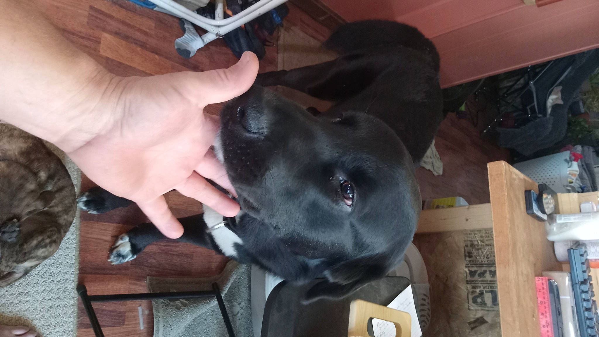 Theo is registered to the contest to win money with this photo: borador, canidae, carnivore, comfort, companion_dog, dog, dog_breed, dog_collar, fawn, guard_dog, gun_dog, non_sporting_group, snout, sporting_group, working_animal