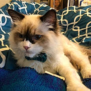 Maximus is registered to the contest to win money with this photo: animal, bed, blue_blanket, bow_tie, cat, close_up, cozy, cute, domestic_animal, ears, feline, fluffy, fur, indoor, patterned_bedding, pet, pink_nose, portrait, relaxed, whiskers