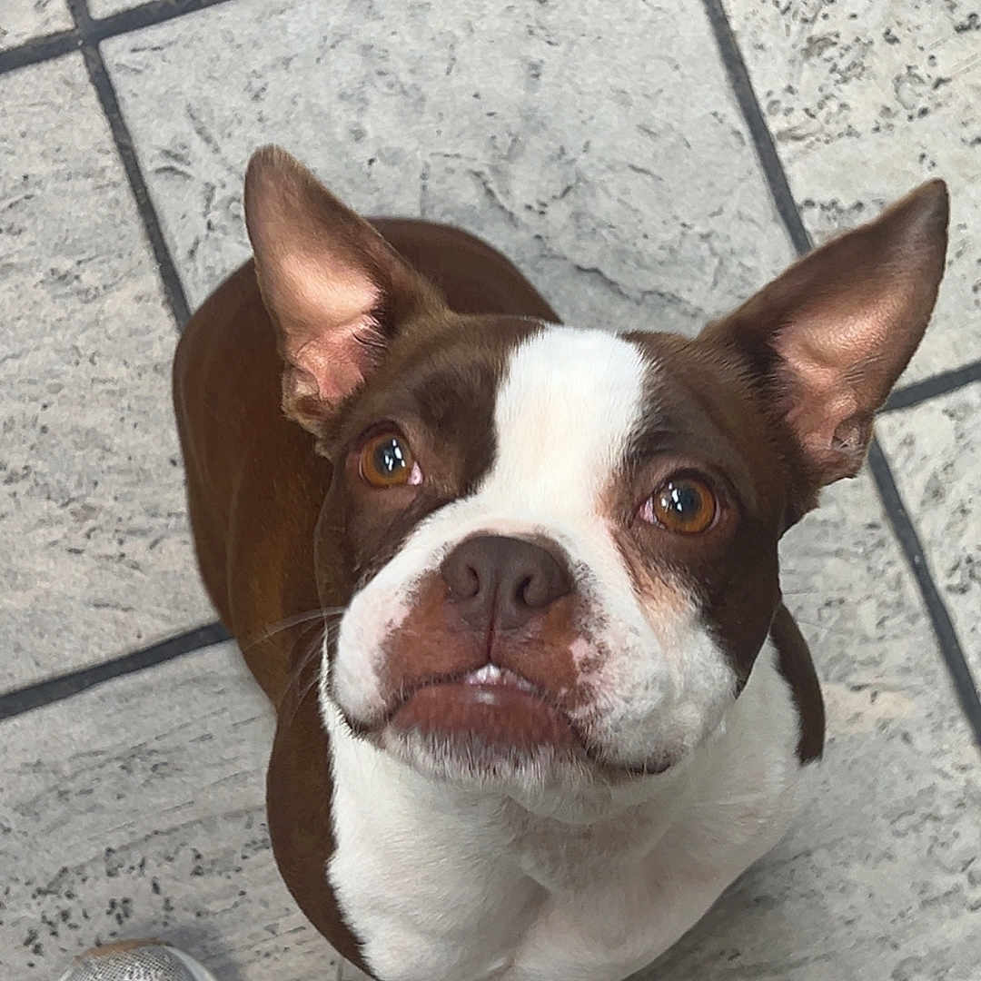 Ellie May joined the competition — help win amazing prizes! alert, animal, boston_terrier, brown_and_white, canine, companion, cute, dog, domestic, ears, floor, friendly, indoor, looking_up, pet, portrait, shoes, sneakers, tile, waiting