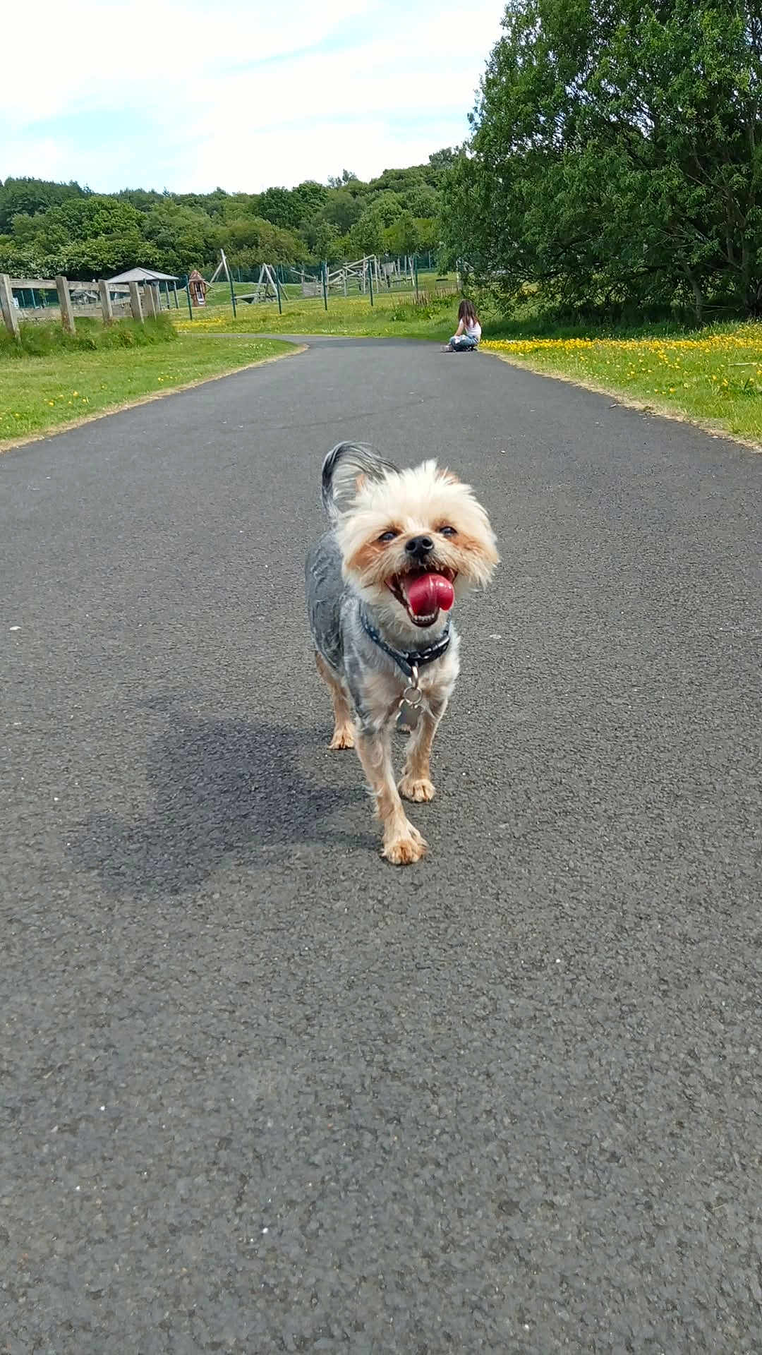 Buddy