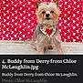 Buddy joined the competition — help win amazing prizes! adorable, animal, cute, dog, ears, face, fur, heart_tag, looking_at_camera, love, outdoor, pet, portrait, red_background, scruffy_dog, sitting, small_dog, valentine_theme, valentines, white_cupid_pattern