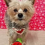 Buddy is registered to the contest to win money with this photo: adorable, animal, bandana, close_up, cute, decor, dog, floor, fluffy_fur, heart_pattern, hearts, indoor, looking_at_camera, love_text, pet, portrait, red_backdrop, small_dog, toy_rose, valentine_theme