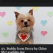 Buddy is registered to the contest to win money with this photo: adorable, animal_portrait, bandana, calm, close_up, curious, cute, decorations, dog, fluffy, friendship, heart_pattern, heart_shaped_notes, indoor, love, pet, small_dog, text, valentines_day, white_background