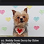 adorable, animal_portrait, bandana, calm, close_up, curious, cute, decorations, dog, fluffy, friendship, heart_pattern, heart_shaped_notes, indoor, love, pet, small_dog, text, valentines_day, white_background