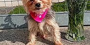 Buddy joined the competition — help win amazing prizes! animal, bandana, concrete, cute, daylight, dog, fence, flowers, glass_vase, grass, house, metal_fence, outdoor, pet, pink_bandana, pink_flowers, small_dog, suburban, sunny, vase