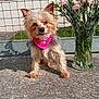 animal, bandana, concrete, cute, daylight, dog, fence, flowers, glass_vase, grass, house, metal_fence, outdoor, pet, pink_bandana, pink_flowers, small_dog, suburban, sunny, vase