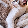 cat, siamese_cat, blue_eyes, pet, animal, feline, fur, whiskers, ears, nose, portrait, close_up, lying_down, relaxed, cozy, blanket, soft_texture, indoors, home, couch