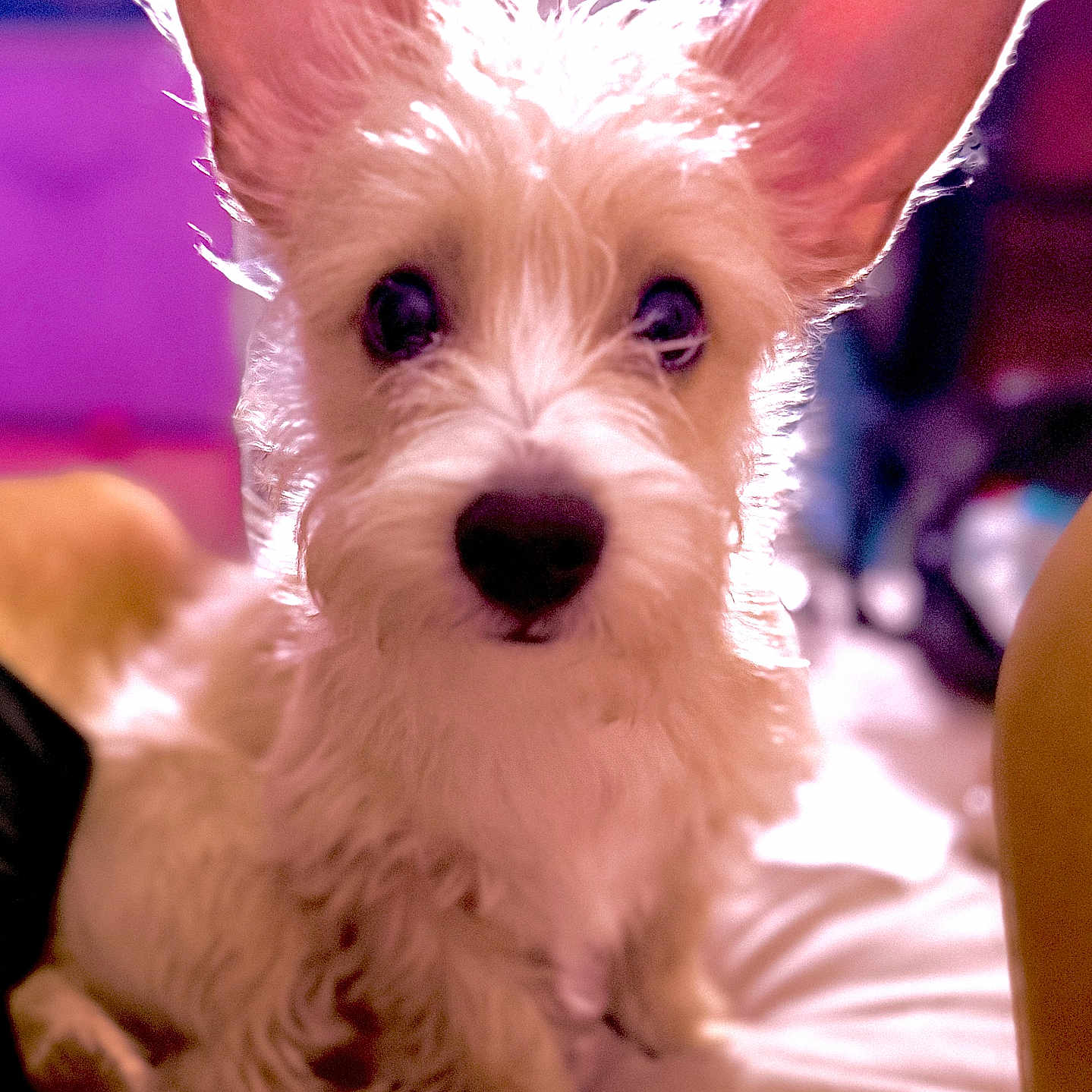 Scrappletonbarkswell is registered to the contest to win money with this photo: puppy, dog, fluffy, white_fur, large_ears, portrait, close_up, pet, cute, adorable, indoors, bed, bedroom, purple_lighting, soft_focus, looking_at_camera, black_nose, toy, cozy, animal