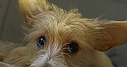 Scrappletonbarkswell joined the competition — help win amazing prizes! dog, puppy, pet, animal, close_up, portrait, furry, scruffy, tan_fur, white_fur, large_ears, dark_eyes, black_nose, lying_down, resting, bed, bedding, indoors, cozy, sleepy