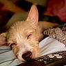 Scrappletonbarkswell is registered to the contest to win money with this photo: dog, puppy, sleeping, sleepy, resting, close_up, portrait, pet, animal, snout, nose, ears, fur, blanket, bed, cozy, remote_control, indoors, warm_lighting, nap
