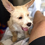 Scrappletonbarkswell joined the competition — help win amazing prizes! puppy, dog, canine, pointy_ears, short_fur, tan_fur, white_fur, tongue_out, open_mouth, black_nose, brown_eyes, close_up, portrait, indoor, cozy, blanket, person, leg, shallow_depth_of_field, playful