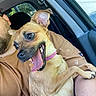 Luna Marie Barkswell is registered to the contest to win money with this photo: canine, car, dog, greenery, happy, human, lying_down, open_mouth, outdoor, passenger, pink_collar, pointed_ears, portrait, puppy, sitting, sunlight, tan_fur, teeth, tongue, vehicle_interior