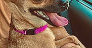 Luna Marie Barkswell is registered to the contest to win money with this photo: animal, brown_fur, car, car_window, close_up, collar, dog, happy, indoor, passenger_seat, pet, pink_collar, pointed_ears, portrait, puppy, short_hair, sitting, smiling, tongue_out, vehicle