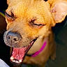 Luna Marie Barkswell is registered to the contest to win money with this photo: animal, black_background, close_up, closed_eyes, dog, funny, humorous, indoors, large_ears, laughing, meme, open_mouth, pet, pink_collar, portrait, puppy, small_dog, tan_dog, text_overlay, tongue
