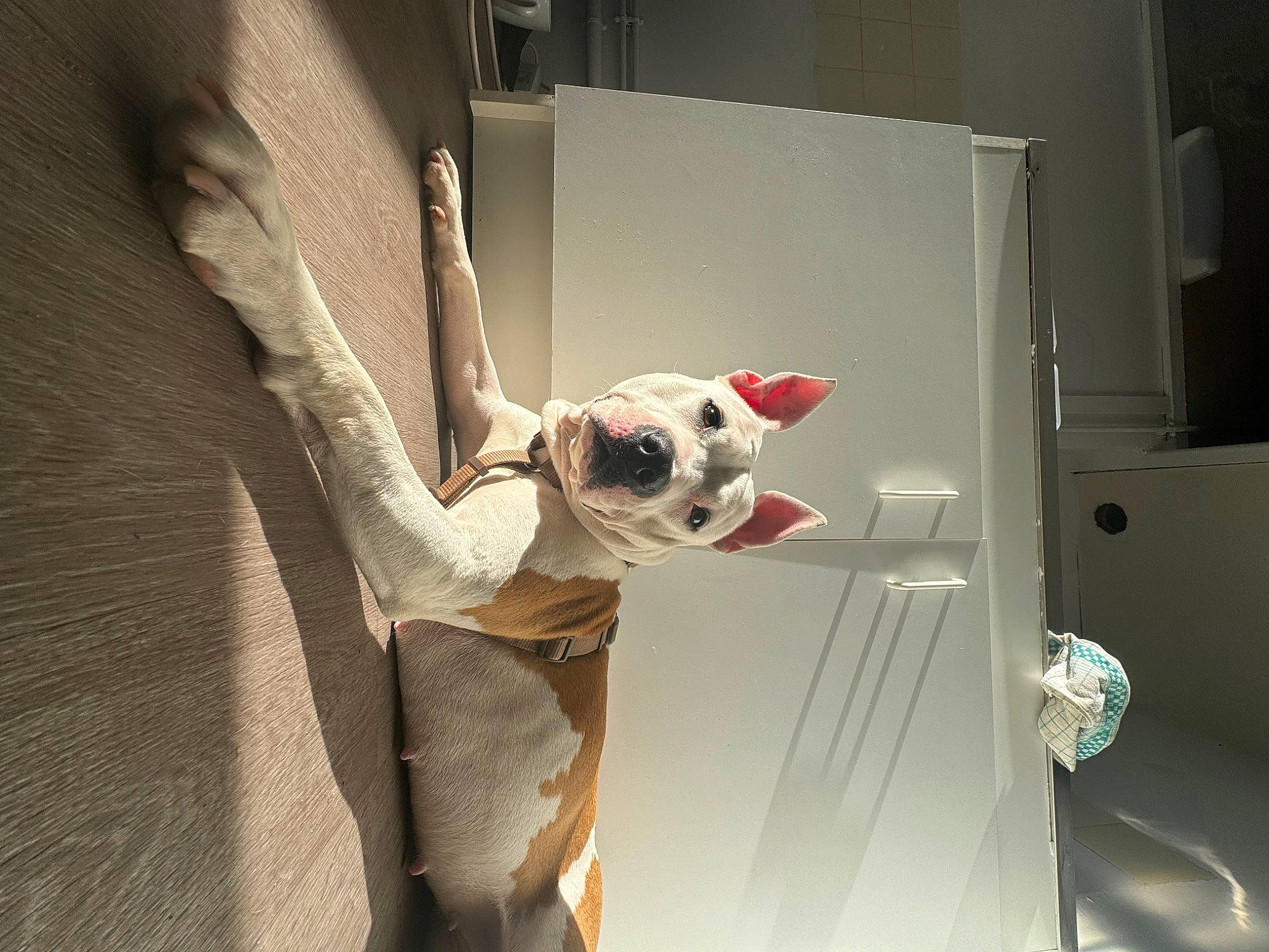 Réglisse participe au concours pour gagner de l'argent avec cette photo : canidae, carmine, carnivore, comfort, companion_dog, couch, dog, dog_breed, dog_supply, eyewear, fawn, non_sporting_group, pet_supply, room, snout, sporting_group, toy_dog, whiskers, wood, working_animal