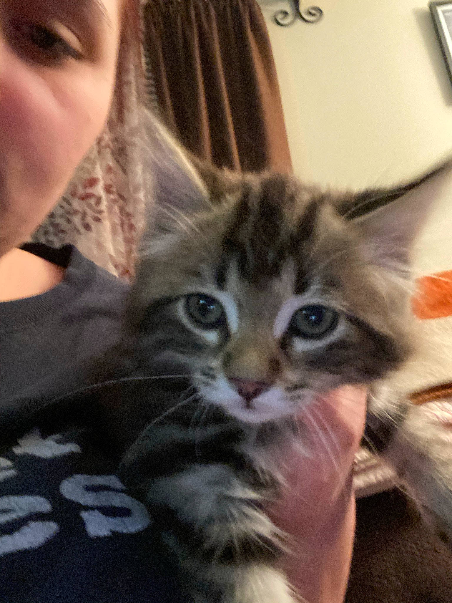 Jynx is registered to the contest to win money with this photo: carnivore, cat, claw, domestic_short_haired_cat, ear, fawn, felidae, finger, fur, gesture, hand, iris, nail, nose, paw, skin, small_to_medium_sized_cats, snout, whiskers