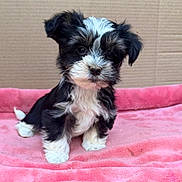 Milo a rejoint le concours — aidez-le/la à gagner de superbes lots ! puppy, dog, black_and_white, fluffy, pet, cute, young, animal, portrait, indoors, blanket, pink, fur, small, sitting, face, eyes, nose, ears, cardboard