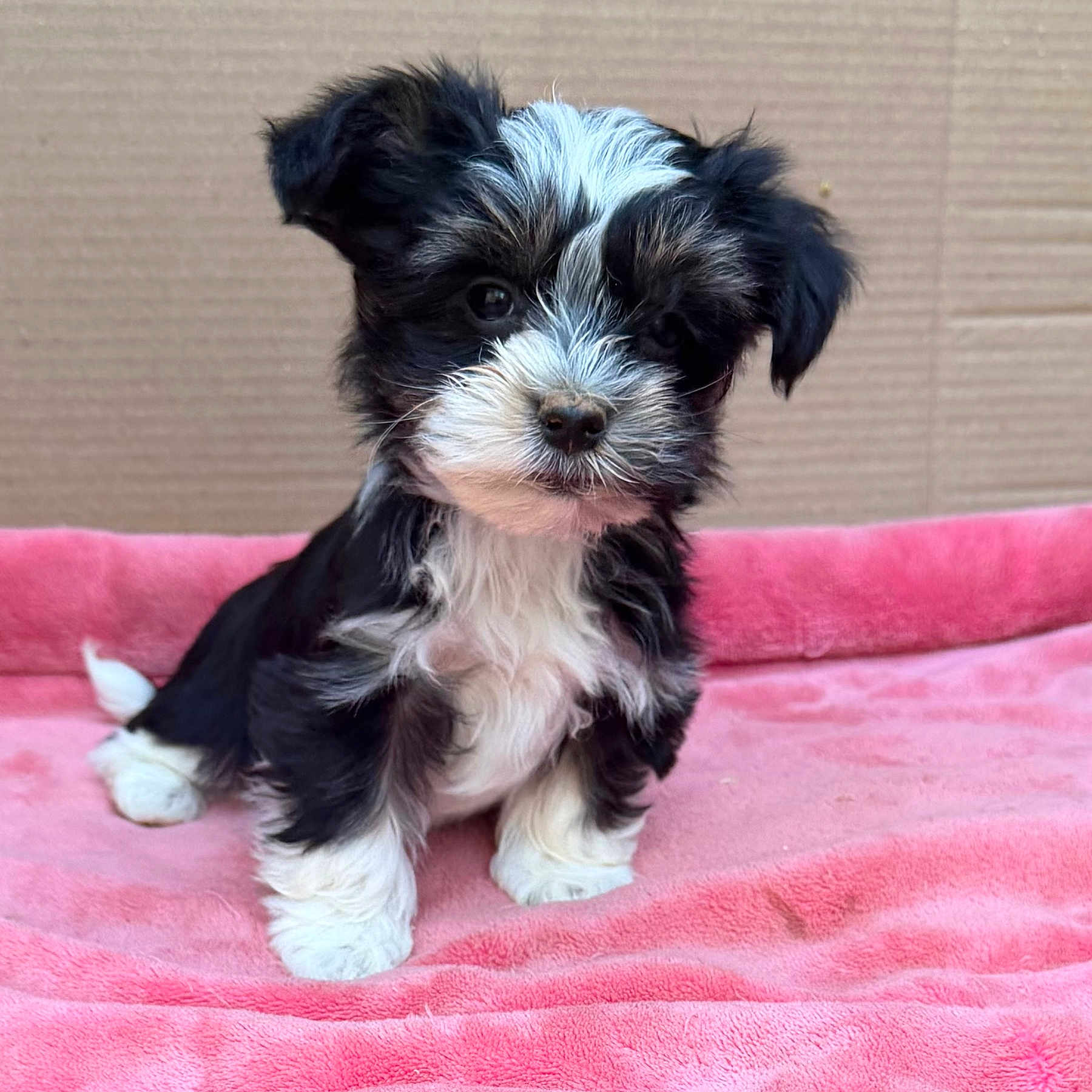 Milo a rejoint le concours — aidez-le/la à gagner de superbes lots ! puppy, dog, black_and_white, fluffy, pet, cute, young, animal, portrait, indoors, blanket, pink, fur, small, sitting, face, eyes, nose, ears, cardboard