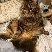 Teddy joined the competition — help win amazing prizes! animal, bed, blanket, cat, comfort, cozy, cute, domestic, feline, fluffy, fur, home, indoor, pet, pillow, relaxed, resting, sleepy, tabby, whiskers