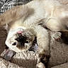 Luna is registered to the contest to win money with this photo: blanket, blue_eyes, cat, close_up, color_point, cozy, cute, fluffy, fur, indoors, kitten, paw, pet, pink_nose, playful, portrait, relaxed, sleeping, upside_down, whiskers