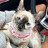 Luna joined the competition — help win amazing prizes! animal, blue_eyes, car_interior, cat, close_up, collar, cream_fur, cute, dark_points, dashboard, human_lap, indoors, kitten, pet, pink_harness, portrait, siamese_cat, sitting, steering_wheel, whiskers