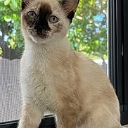 Luna joined the competition — help win amazing prizes! alert, blue_eyes, cat, close_up, cream_fur, dark_points, front_paws, indoor, kitten, long_tail, outdoors, pointed_ears, portrait, screen, siamese_cat, sitting, sunlight, trees, window, windowsill