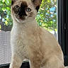 alert, blue_eyes, cat, close_up, cream_fur, dark_points, front_paws, indoor, kitten, long_tail, outdoors, pointed_ears, portrait, screen, siamese_cat, sitting, sunlight, trees, window, windowsill