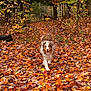 Molly joined the competition — help win amazing prizes! dog, autumn, fall, leaves, forest, nature, outdoor, walking, canine, brown, white, path, trees, seasonal, colorful, pet, happy, fur, woods, scenery