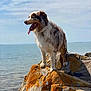 Molly is registered to the contest to win money with this photo: dog, rock, sea, water, sky, cloud, outdoor, nature, animal, pet, fur, tongue, standing, coast, sunlight, landscape, scenic, daytime, moss, wildlife