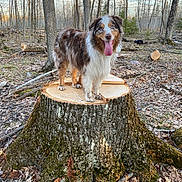 Molly is registered to the contest to win money with this photo: dog, australian_shepherd, tree_stump, forest, outdoor, nature, trees, leaves, animal, tongue_out, happy, blue_eyes, canine, wood, bark, sunlight, daylight, tree, moss, fur