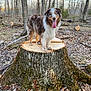 dog, australian_shepherd, tree_stump, forest, outdoor, nature, trees, leaves, animal, tongue_out, happy, blue_eyes, canine, wood, bark, sunlight, daylight, tree, moss, fur
