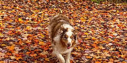 Molly is registered to the contest to win money with this photo: dog, autumn, leaves, forest, outdoor, nature, brown, white, happy, canine, tree, fall, seasonal, walking, animal, pet, colorful, ground, woodland, playful
