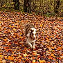 dog, autumn, leaves, forest, outdoor, nature, brown, white, happy, canine, tree, fall, seasonal, walking, animal, pet, colorful, ground, woodland, playful