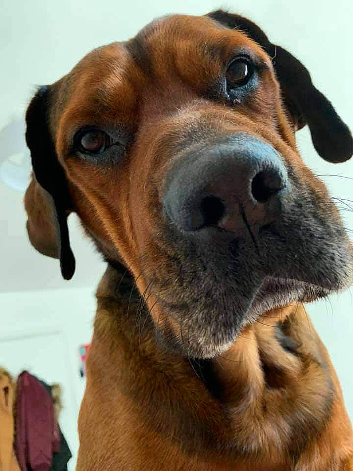 Buddy is registered to the contest to win money with this photo: canidae, carnivore, close_up, collar, companion_dog, dog, dog_breed, dog_collar, fawn, fur, hound, jaw, liver, pet_supply, selfie, snout, sporting_group, terrestrial_animal, whiskers, working_animal