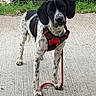 dog, canine, black_and_white, spotted, standing, outdoor, pavement, sidewalk, harness, leash, red_harness, floppy_ears, short_hair, pet, animal, portrait, looking_at_camera, greenery, fence, walking