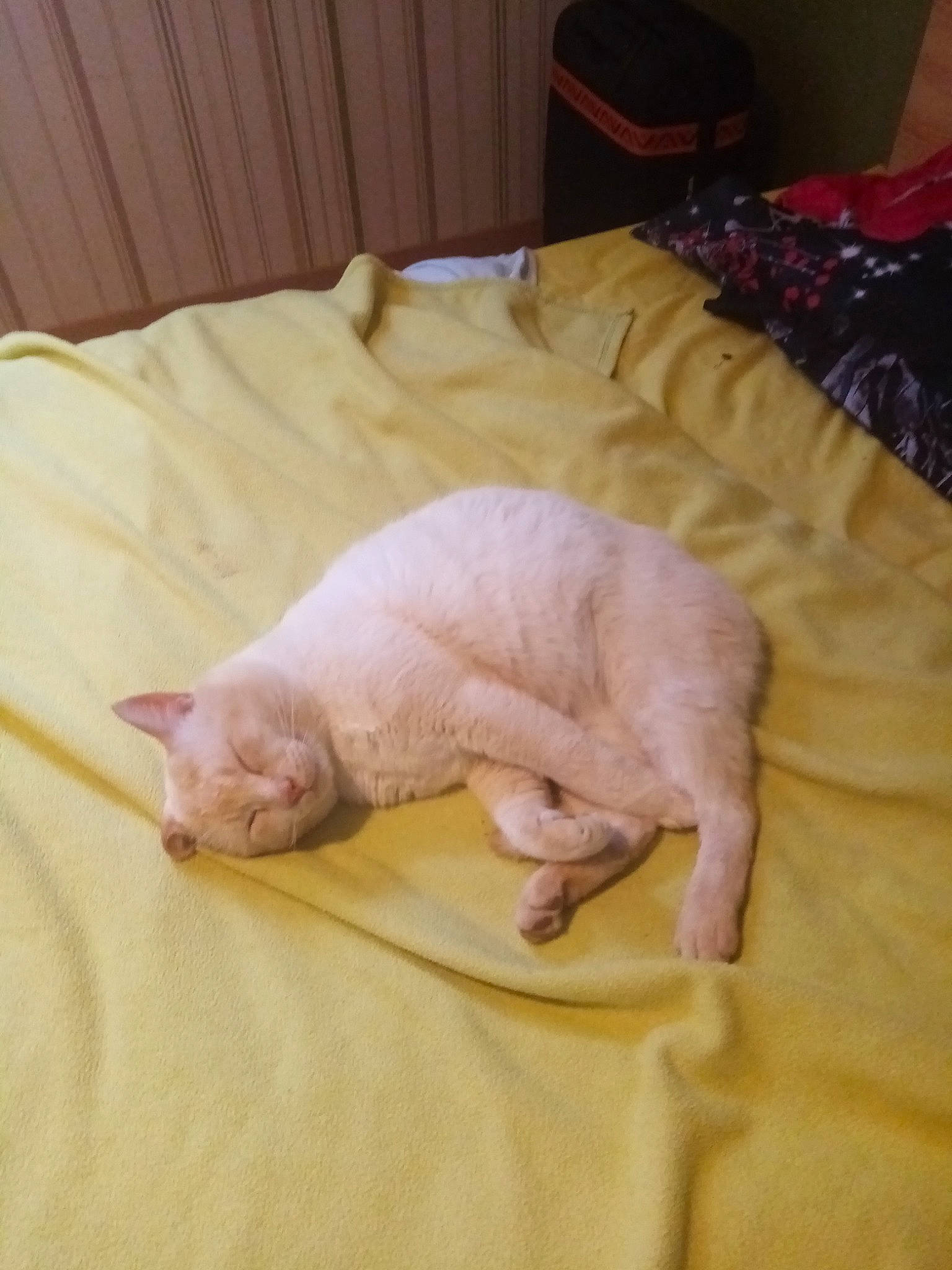 Burboule