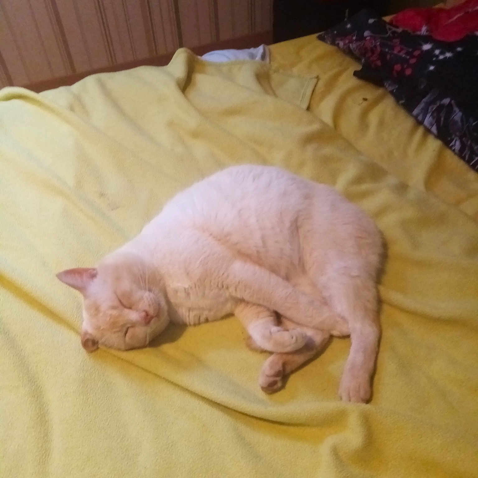 Burboule