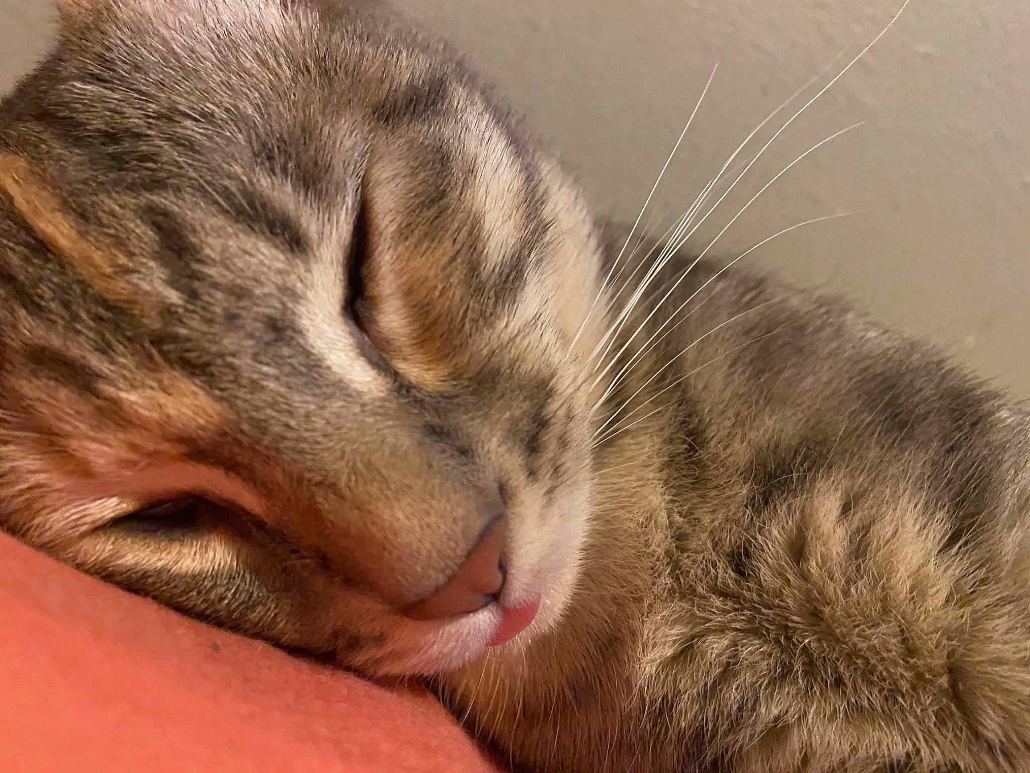 Kita is registered to the contest to win money with this photo: asian, carnivore, cat, close_up, domestic_short_haired_cat, dragon_li, ear, european_shorthair, eye, felidae, fur, nap, nose, organ, pixie_bob, sleep, small_to_medium_sized_cats, snout, tabby_cat, whiskers