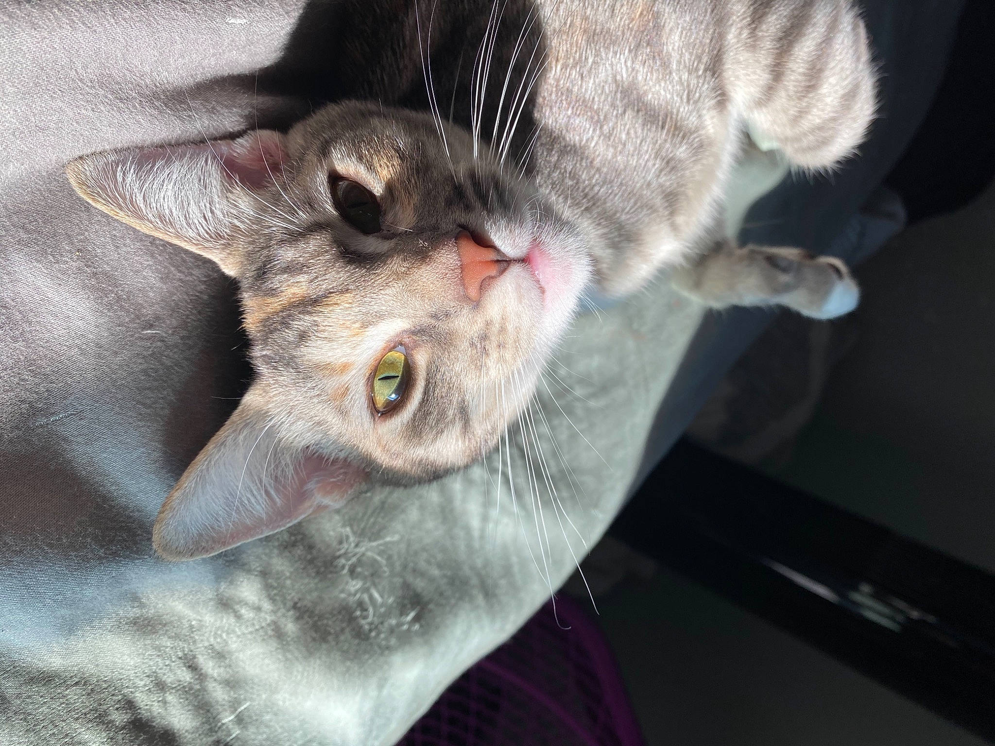 Kita joined the competition — help win amazing prizes! asian, burmilla, carnivore, cat, domestic_short_haired_cat, ear, european_shorthair, felidae, german_rex, kitten, singapura, small_to_medium_sized_cats, snout, tabby_cat, whiskers