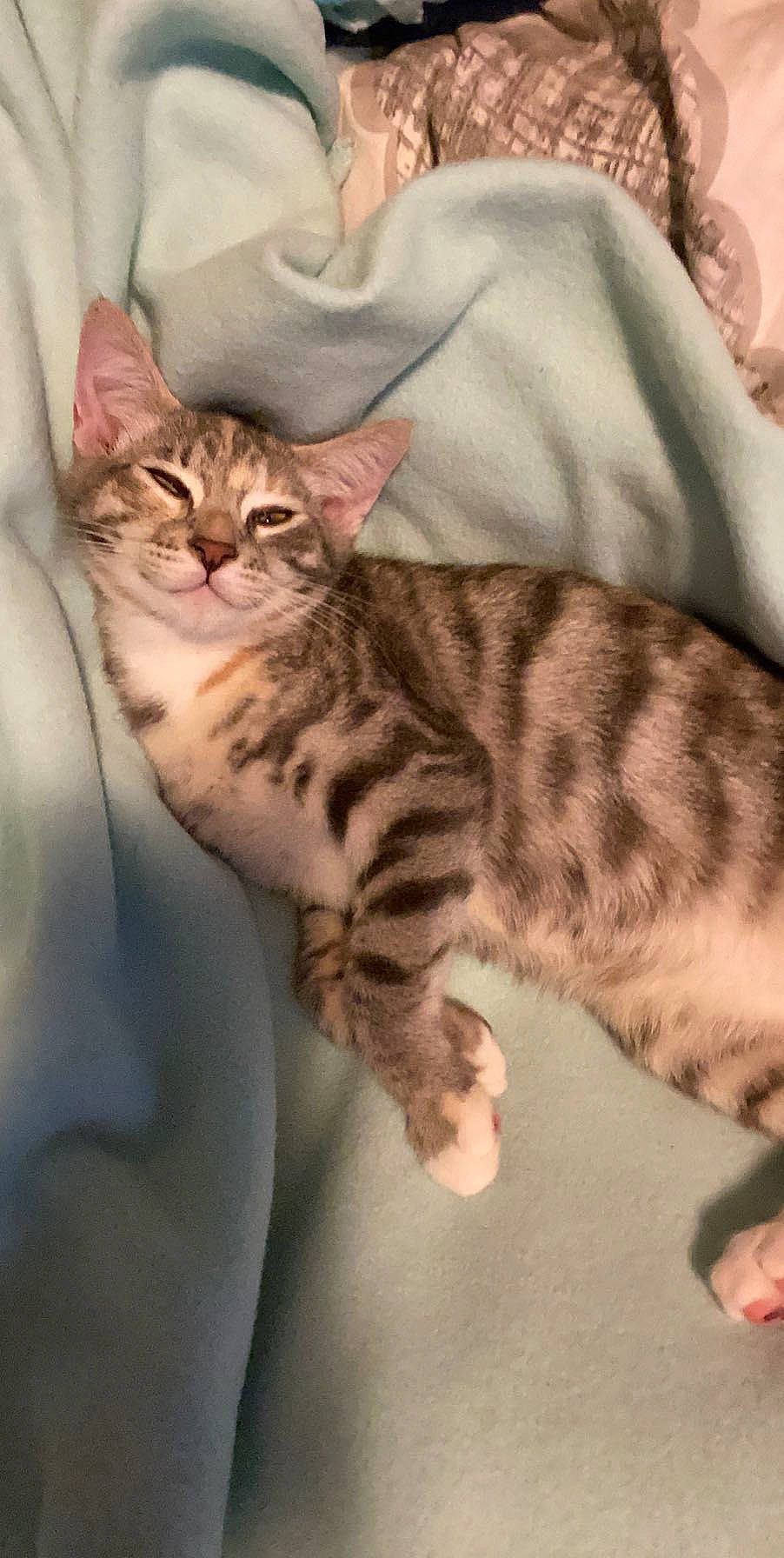 Kita joined the competition — help win amazing prizes! american_shorthair, american_wirehair, arabian_mau, asian, australian_mist, bengal, california_spangled, carnivore, cat, domestic_short_haired_cat, dragon_li, european_shorthair, felidae, kitten, mammal, small_to_medium_sized_cats, sokoke, tabby_cat, vertebrate, whiskers