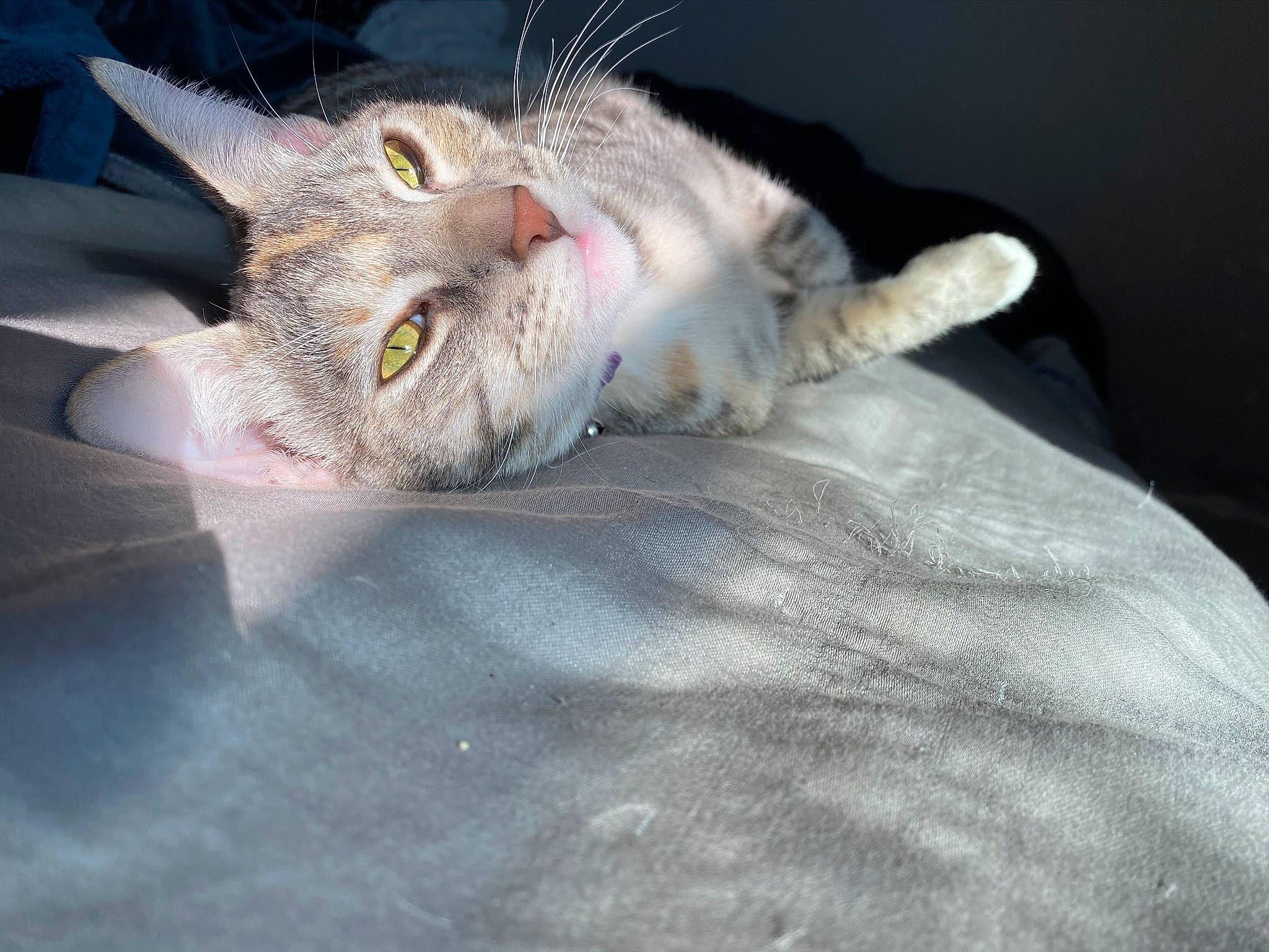 Kita is registered to the contest to win money with this photo: aegean_cat, asian, burmilla, carnivore, cat, claw, domestic_short_haired_cat, dragon_li, ear, european_shorthair, eye, felidae, fur, german_rex, kitten, paw, polydactyl_cat, small_to_medium_sized_cats, tabby_cat, whiskers