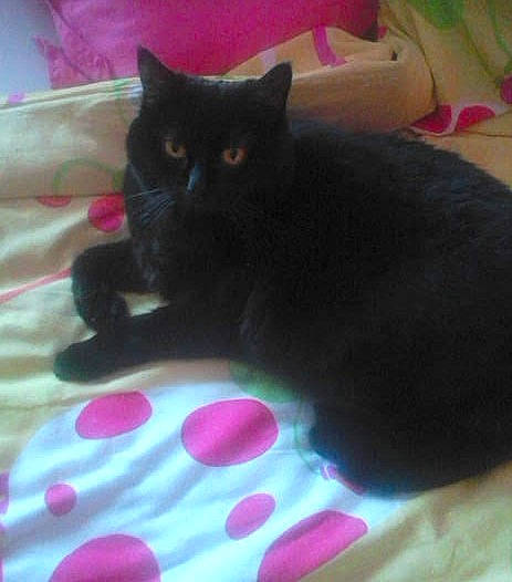 Bianca a rejoint le concours — aidez-le/la à gagner de superbes lots ! black_cat, bombay, carnivore, cat, cat_supply, claw, comfort, couch, domestic_short_haired_cat, felidae, fur, linens, magenta, pattern, paw, pink, small_to_medium_sized_cats, snout, tail, whiskers