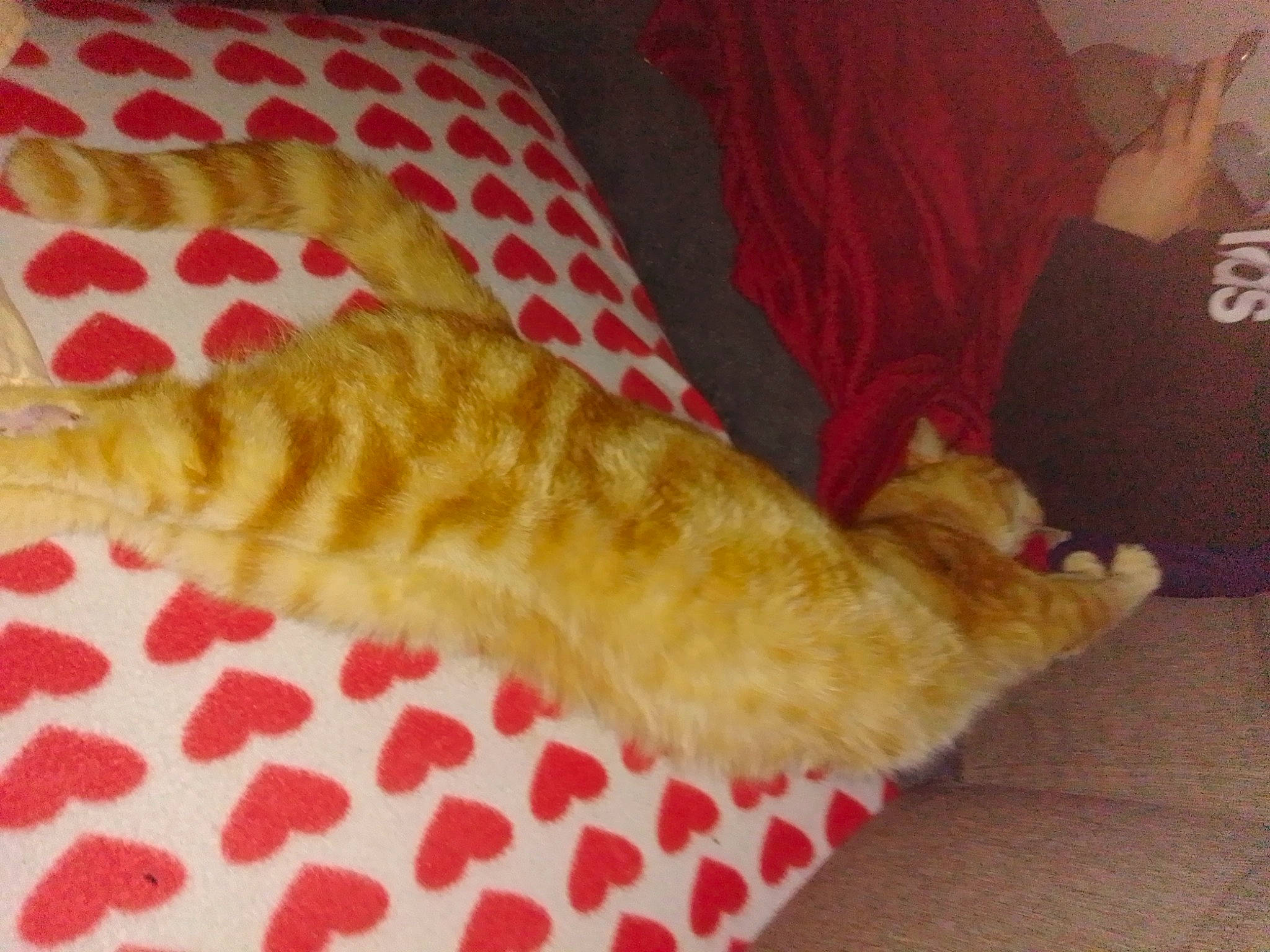 Loulou participe au concours pour gagner de l'argent avec cette photo : bed, carnivore, cat, claw, comfort, domestic_short_haired_cat, fawn, felidae, fur, linens, nap, pattern, paw, peach, room, sleep, small_to_medium_sized_cats, tail, whiskers