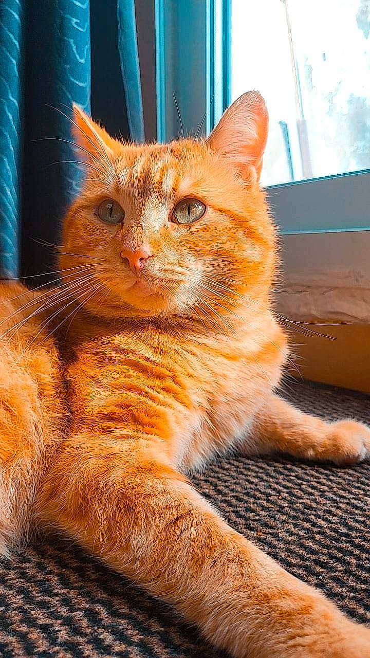 Loulou participe au concours pour gagner de l'argent avec cette photo : carnivore, cat, claw, close_up, domestic_short_haired_cat, fawn, felidae, flooring, fur, orange, paw, peach, sitting, small_to_medium_sized_cats, snout, tail, terrestrial_animal, whiskers, window