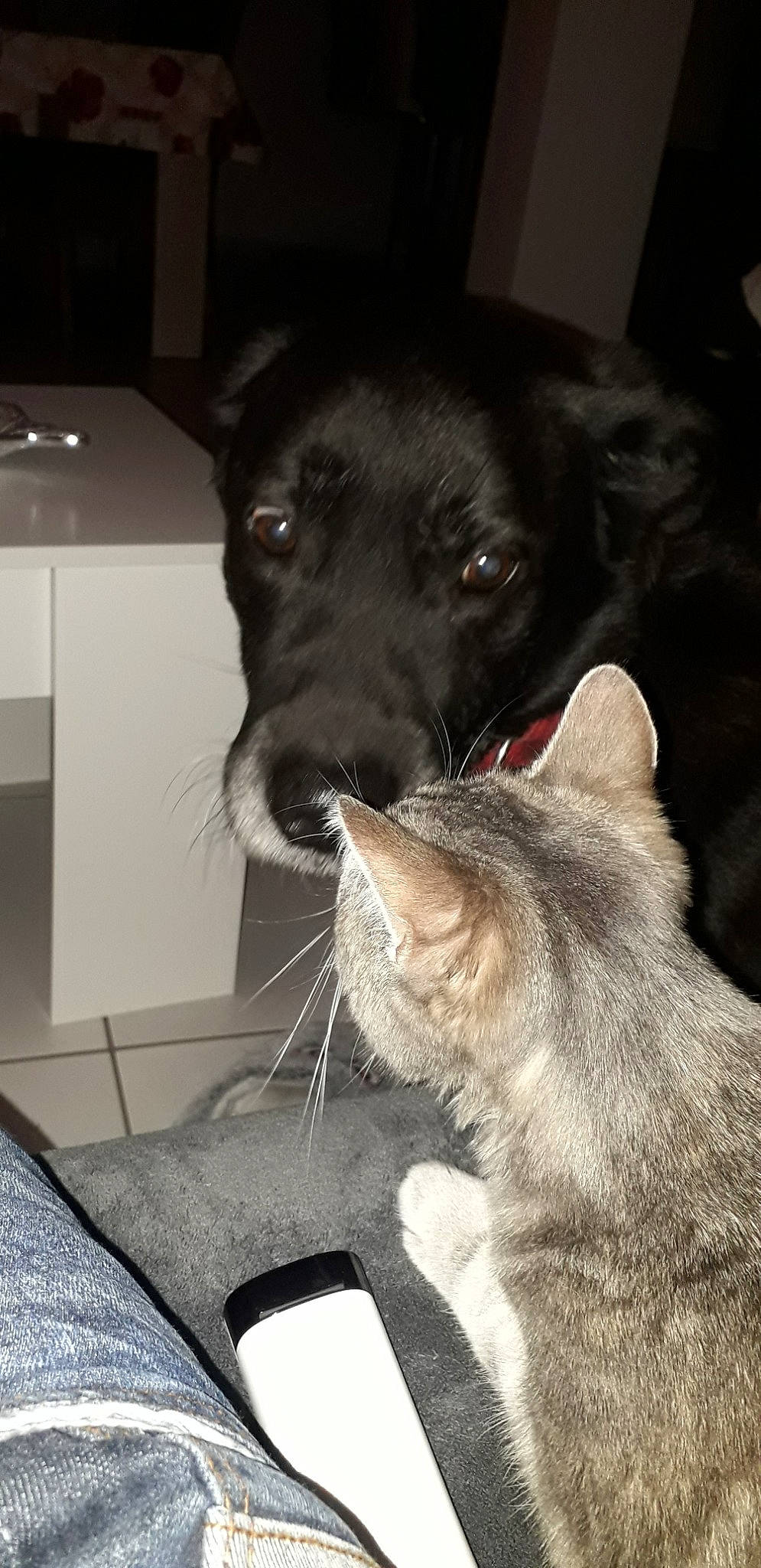 Gringo participe au concours pour gagner de l'argent avec cette photo : canidae, carnivore, cat, dog, dog_breed, ear, felidae, fur, mammal, norwegian_elkhound, nose, small_to_medium_sized_cats, snout, sporting_group, vertebrate, whiskers