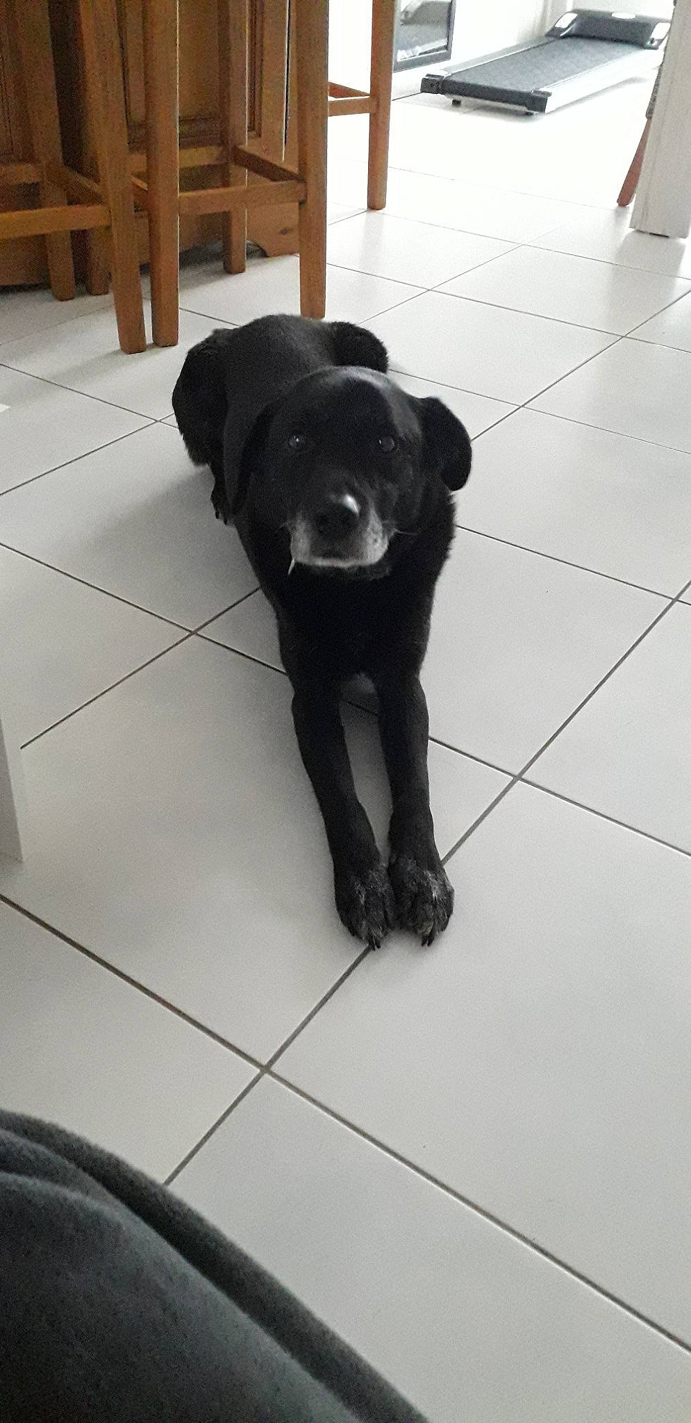 Gringo participe au concours pour gagner de l'argent avec cette photo : beagador, black, borador, canidae, carnivore, companion_dog, dog, dog_breed, floor, labrador_retriever, patterdale_terrier, puppy, retriever, snout, sporting_group, tail, tile