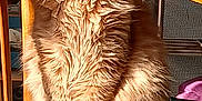 Caramel a rejoint le concours — aidez-le/la à gagner de superbes lots ! animal, blanket, cat, chair, closeup, cozy, cushion, domestic, feline, fluffy, fur, home, indoor, orange_cat, pet, portrait, relaxed, sitting, sunlight, wooden_chair