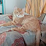 animal, bed, cat, cozy, domestic, feline, fur, furniture, indoor, orange_tabby, pet, quilt, relaxed, resting, striped, tapestry, towel, whiskers, wooden_table, yinyang