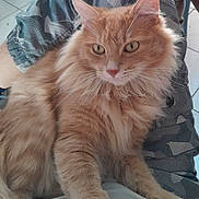 Caramel a rejoint le concours — aidez-le/la à gagner de superbes lots ! animal, camo_pants, cat, close_up, domestic_animal, eyes, floor, fluffy_fur, fur, indoor, lap, legs, mammal, orange_cat, paw, person, pet, relaxing, tile_floor, whiskers